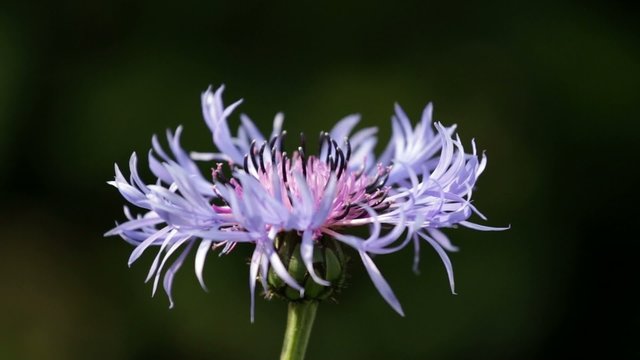 Filigrane Kornblume weht in einer sommerlichen Briese
