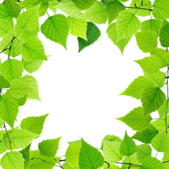 Green leaves border on white background.