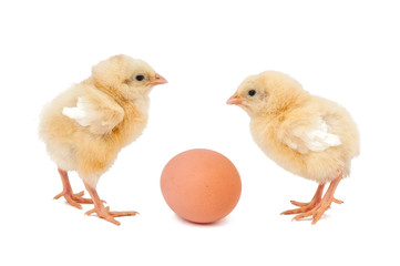 Two chicken and egg