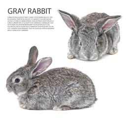 mix Grey bunny isolated