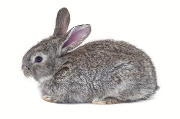 Grey bunny isolated