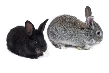 Two bunny isolated