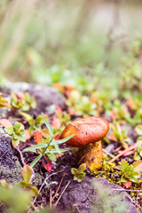 Mushroom growing on a rock