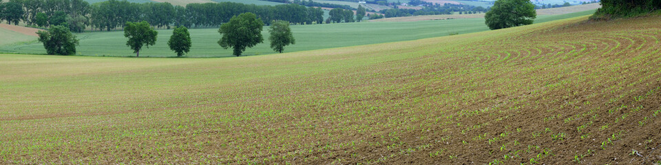 Obraz premium champ de maîs en herbe