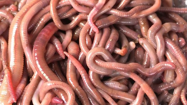many red earthworms - bait for fishing