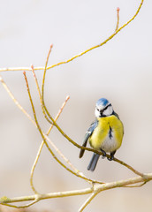 Blue Tit Bird