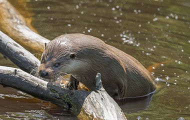 otter - Lutra lutra in water
