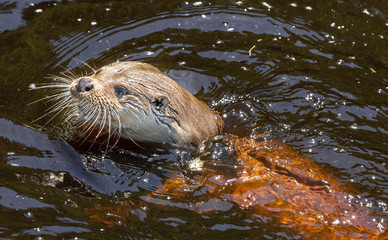 Fototapeta premium otter - Lutra lutra in water