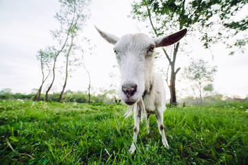 Goat looking into the camera