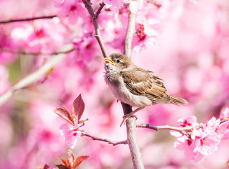 Sparrow in flowering peach tree