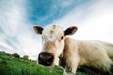 Young cow looking directly at the camera