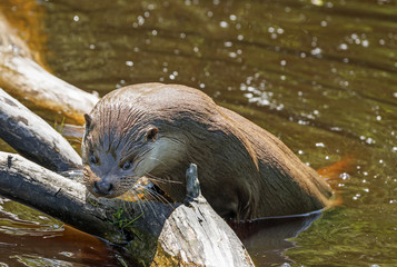 otter - Lutra lutra in water