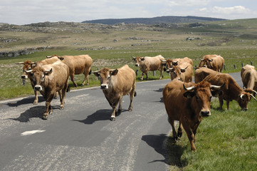 transhumance des vaches en aubrac