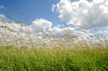 Obraz premium Ostrza trawy - wysoka trawa z chmurami w lecie