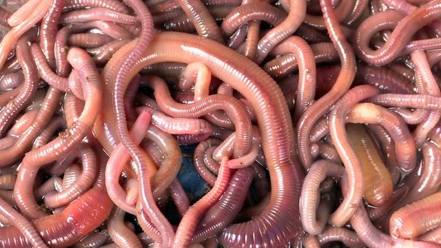 many red earthworms - bait for fishing