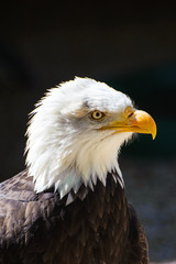 Bald Headed Eagle