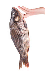 Close up of carp fish. 