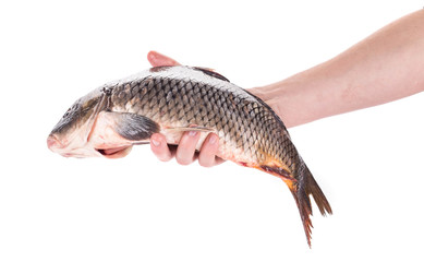 Close up of carp fish. 