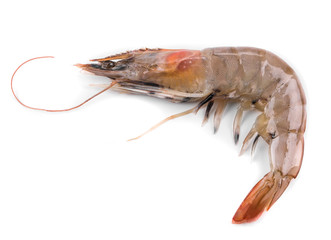 Raw tiger shrimp