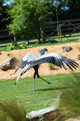 Secretary Bird