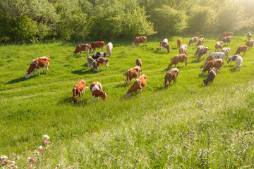 Cows in a natural environment grazing on idyllic pasture