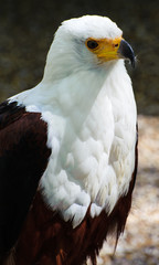 African Fish Eagle
