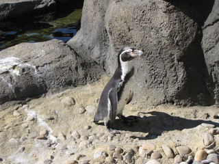 Obraz premium Penguin portrait