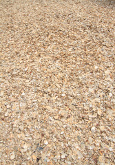 shells