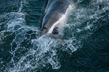 Naklejka premium Great White Shark