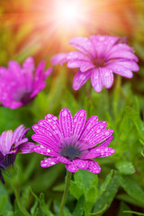wet sunny daisy flower