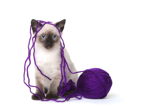 Siamese Kittens on White Background With Yarn