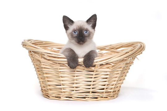 Siamese Kittens on a White Background
