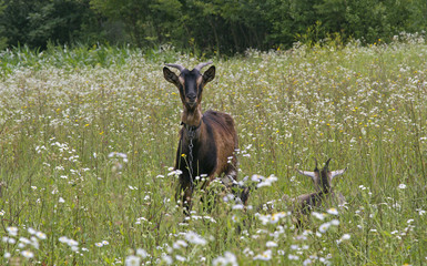 goat, goat on the meadow