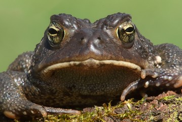 Male American Toad (Bufo americanus)