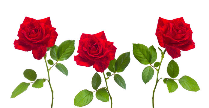 Three beautiful red roses for design or greetingcards