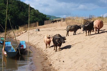 Buffles au Laos