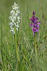 Albino-Knabenkraut neben violettem Stattlichen Knabenkraut 
