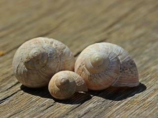 Drei Weinbergschneckenhäuser auf Holz
