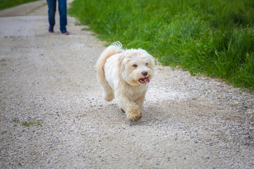Havanese dog taking a walk