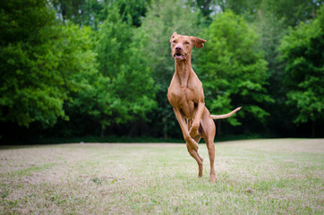 Vizsla dog