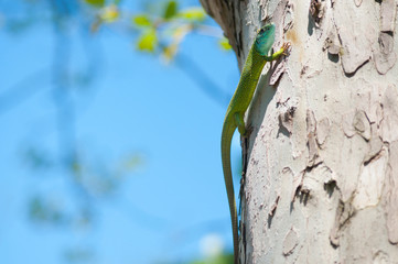 Green blue lizard on a tree