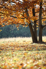Golden oak in the park