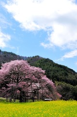 黒部の桜と菜の花と空