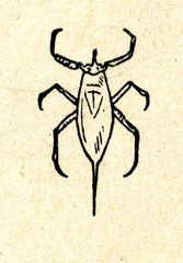 Fototapeta na wymiar Water scorpion (Nepa cinerea)