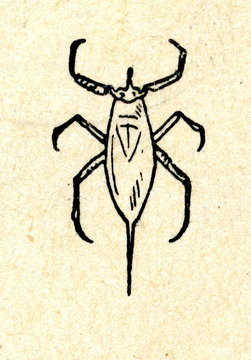 Water scorpion (Nepa cinerea)