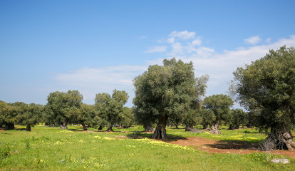 Olive garden near Ostuni, Puglia, South Italy