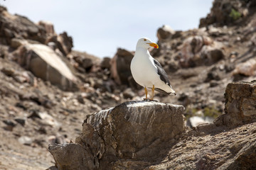 Gaviota en Bahía de los Ángeles - Baja California