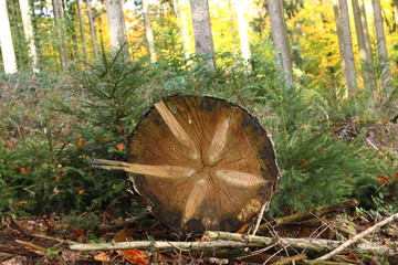 Baumstamm mit Muster