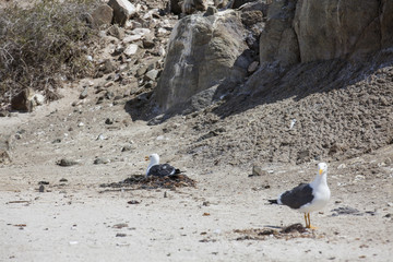 Gaviotas en sus nidos