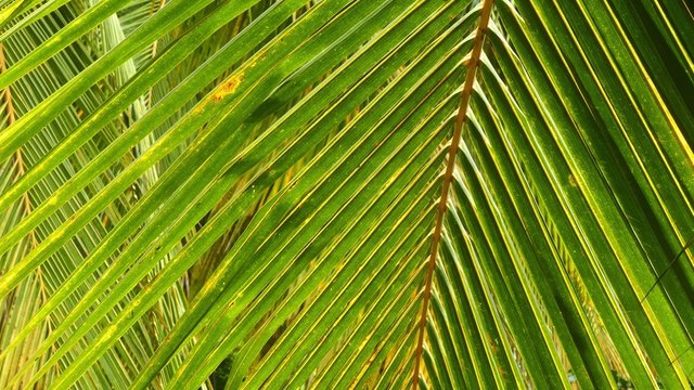 Palm leaves closeup background 4k
